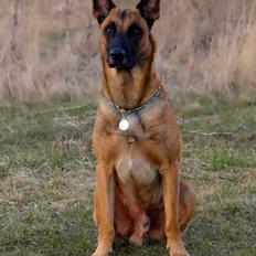 Malinois Noesy