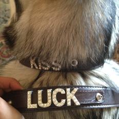 Alaskan malamute Hachiko