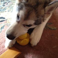 Alaskan malamute Hachiko