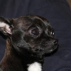 Chihuahua Lukas