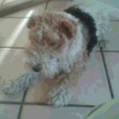 Ruhåret foxterrier <3 Lola <3