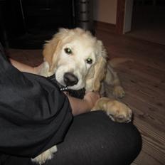 Golden retriever Gizmo