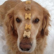 Golden retriever Buller (Bullerfis) (himmelhund)