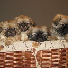 Tibetansk spaniel Chulo's Somba