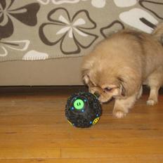 Tibetansk spaniel Chulo's Somba