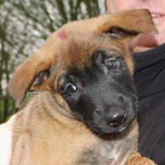 Malinois Jenos' Ozzy