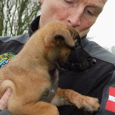 Malinois Jenos' Ozzy