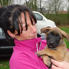 Malinois Jenos' Ozzy