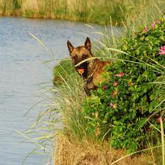 Malinois Blacknecks' A' Ôs