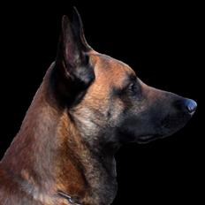 Malinois Blacknecks' A' Ôs
