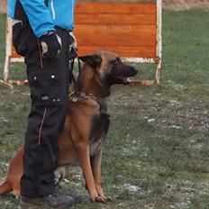 Malinois Blacknecks' A' Ôs