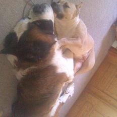 Sankt bernhardshund Klump!<3