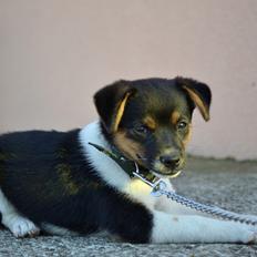 Blanding af racer Bosnisk Gadehund Laki (Lucky)