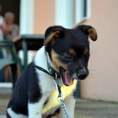 Blanding af racer Bosnisk Gadehund Laki (Lucky)