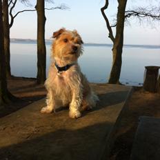 Blanding af racer Thierry Henry