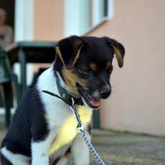 Blanding af racer Bosnisk Gadehund Laki (Lucky)