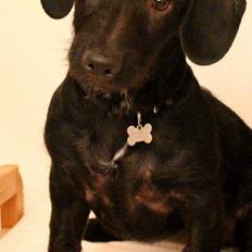 Blanding af racer Pixie