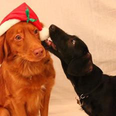 Blanding af racer Pixie