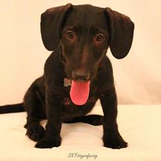 Blanding af racer Pixie