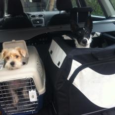 Blanding af racer Thierry Henry DK