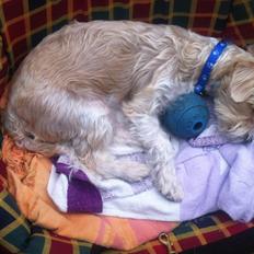 Blanding af racer Thierry Henry DK