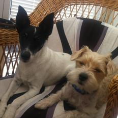 Blanding af racer Thierry Henry DK