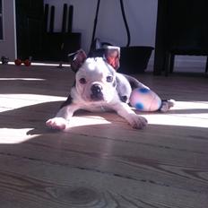 Boston terrier Su-Jin