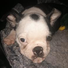 Boston terrier Su-Jin