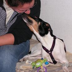 Blanding af racer Dansk/Svensk -Mynde Donna (Rafiki)