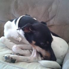 Blanding af racer Dansk/Svensk -Mynde Donna (Rafiki)