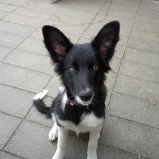 Border collie Viva