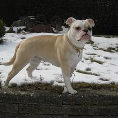 Olde english bulldogge Bullina´s Florentina