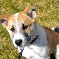 Islandsk fårehund Freddi