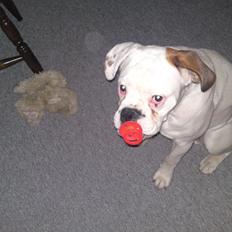 Blanding af racer Mercy