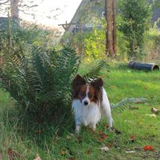 Papillon Knirkebo's Tiko ( Taco )