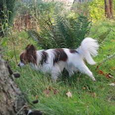 Papillon Knirkebo's Tiko ( Taco )