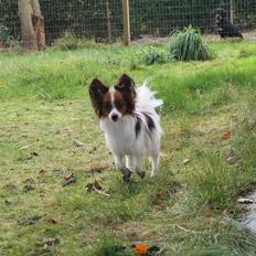 Papillon Knirkebo's Tiko ( Taco )