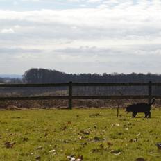 Berner sennenhund Brogårds Daisy(Freja i daglig tale)