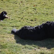 Berner sennenhund Brogårds Daisy(Freja i daglig tale)