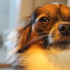 Papillon Klæstruplunds Mason