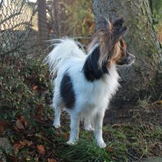 Papillon Klæstruplunds Mason