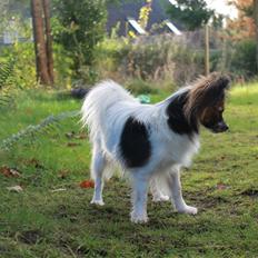 Papillon Klæstruplunds Mason