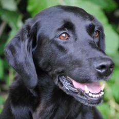 Labrador retriever * R.I.P.* Amy