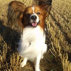 Papillon Gallinas Ninja (Liam)