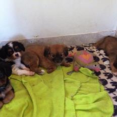 Blanding af racer Stella