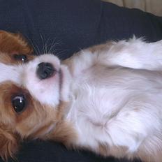 Cavalier king charles spaniel Luca (Timon's Fabulous Wolverine)