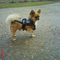 Chihuahua Martina’s Browni (Meeko)