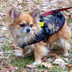 Chihuahua Martina’s Browni (Meeko)