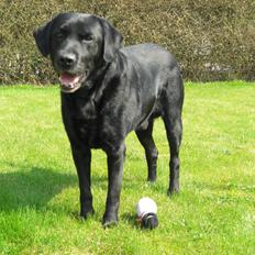 Labrador retriever Samson