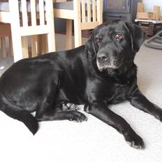 Labrador retriever Samson